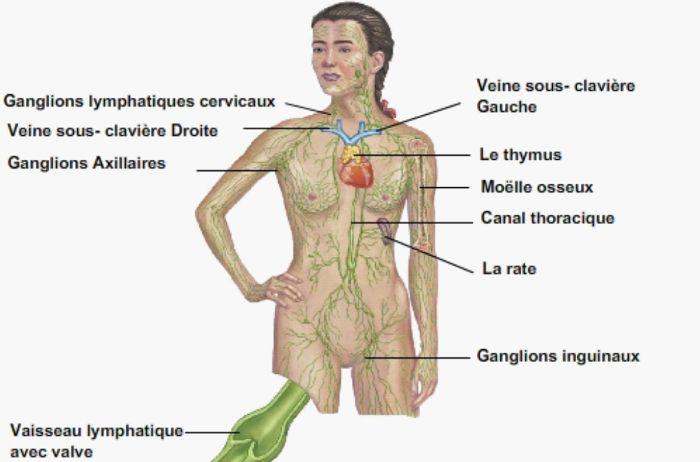 Repérage scintigraphique du ganglion sentinelle | Nucleanord